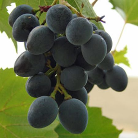 tvl-alcohol-content-in-wine-a80dd96d1650e6814598607143270460